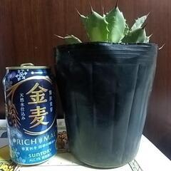アガベ 雷神 イシスメンシス 多肉植物の画像