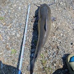 川魚、ウナギ、ナマズの画像
