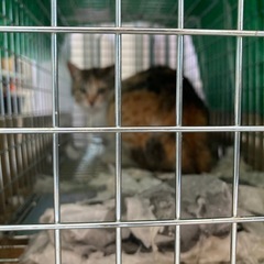 1才♀    三毛猫3姉妹 避妊去勢済み