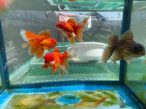 【成約済】ローズテール2ペア