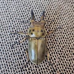 ババオウゴンオニ　♂単品　57ミリ