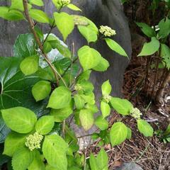 コアジサイ／小紫陽花　庭の植木の画像