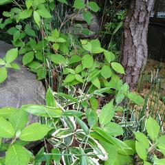 コアジサイ／小紫陽花　庭の植木の画像