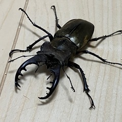 終了　ミヤマクワガタ　ペア②の画像
