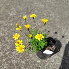 ダールベルグデイジー