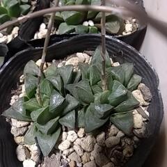 ハオルチア レツ－サ 多肉植物の画像