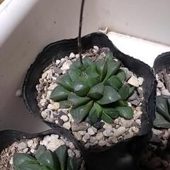 ハオルチア レツ－サ 多肉植物の画像