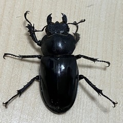 終了　ミヤマクワガタ　ペア③の画像