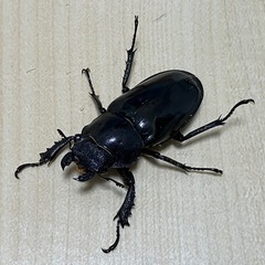 終了　ミヤマクワガタ　ペア③の画像