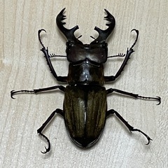 終了　ミヤマクワガタ　ペア③の画像