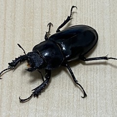 終了　ミヤマクワガタ　ペア④の画像