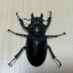 終了　ミヤマクワガタ　ペア⑤の画像