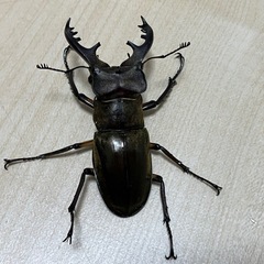 終了　ミヤマクワガタ　ペア⑤の画像