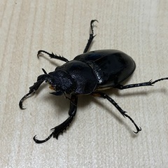 終了　ミヤマクワガタ　ペア⑤の画像
