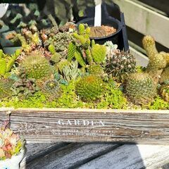 決まりました！　ミニサボテン寄せ植え・ミニ多肉寄せ・多肉ミックスセット♪の画像