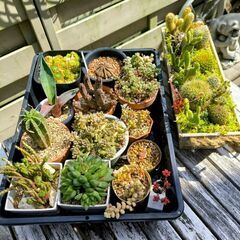 決まりました！　ミニサボテン寄せ植え・ミニ多肉寄せ・多肉ミックスセット♪の画像