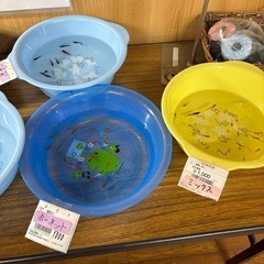 めだかの画像