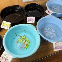めだかの画像