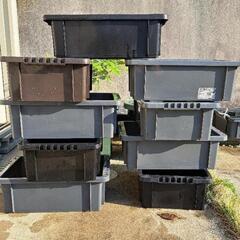 値下げ　メダカ引退　NV13 格安でお譲りします。１つ300円→...