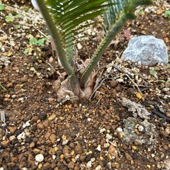 蘇轍ソテツそてつ① 地植えの画像