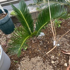 蘇轍ソテツそてつ① 地植えの画像