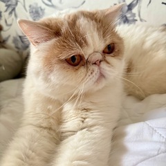 エキゾチックショートヘア 再募集