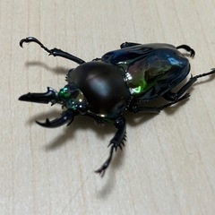 終了　ニジイロクワガタ　♂単①の画像