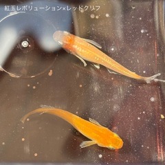 メダカ めだかの画像