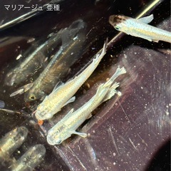 メダカ めだかの画像