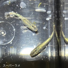 メダカ めだかの画像