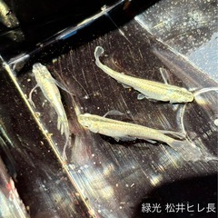 メダカ めだかの画像