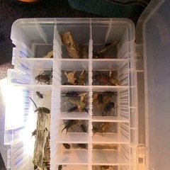 ライトトラップ　メタハラ240W　オオクワ　ミヤマ採取に‼️の画像