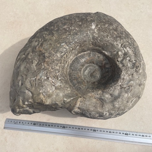 プゾシア　アンモナイト