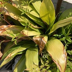 植木　ハラン？