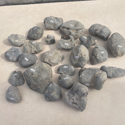 ノジュール　化石