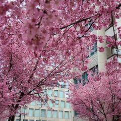 【ザックり英会話】茶話会しませんか？日本語もOKの画像
