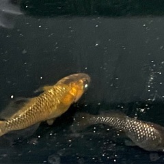 橙（トウ）アースアイ　稚魚〜若魚　メダカの画像