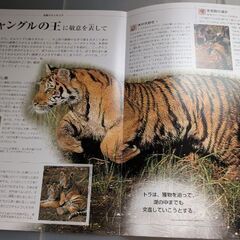 無料　すばらしき野生の王国　一部の画像