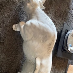 丑年　信楽焼