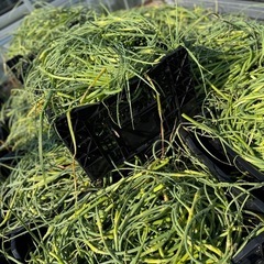 国産にんにくの芽極太🌱20束　5/6収穫の画像