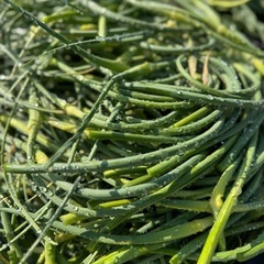 国産にんにくの芽極太🌱20束　5/6収穫の画像