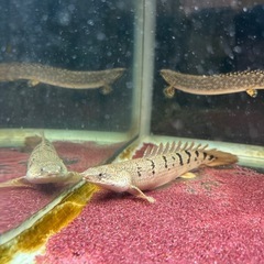 ポリプテルス3匹セット‼️の画像