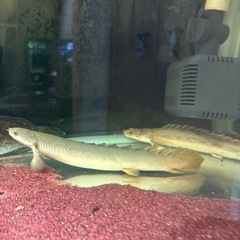ポリプテルス3匹セット‼️の画像
