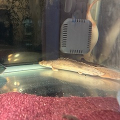 ポリプテルス3匹セット‼️の画像