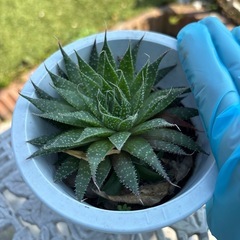 アロエ アリスタータ 綾錦❤️Aloe aristataの画像