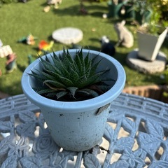 アロエ アリスタータ 綾錦❤️Aloe aristataの画像