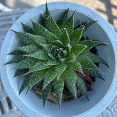 アロエ アリスタータ 綾錦❤️Aloe aristataの画像