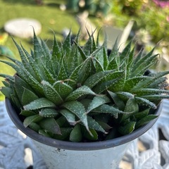 アロエ アリスタータ 綾の画像