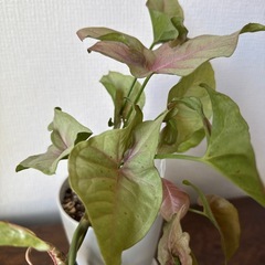 観葉植物　2株シンゴニウム　ネオン　の画像