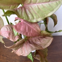 観葉植物　2株シンゴニウム　ネオン　の画像